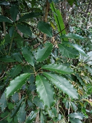 Neocussonia umbellifera