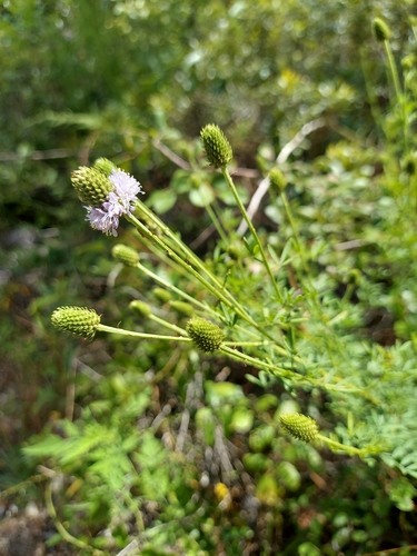 Image of Dalea carnea by (c) Athena Philips, some rights reserved (CC BY)