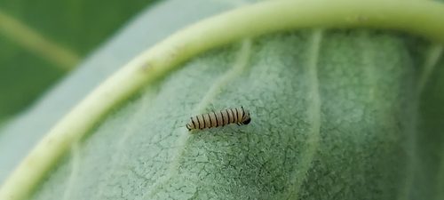 Monarch photographed in Tennessee