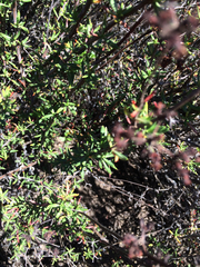 Eriogonum fasciculatum foliolosum