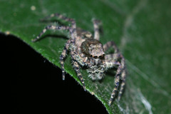 Spartaeinae