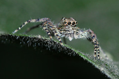 Spartaeinae
