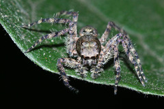 Spartaeinae