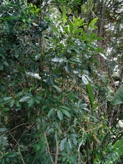 Neocussonia umbellifera