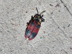 Coraliomela quadrimaculata