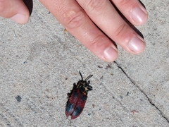 Coraliomela quadrimaculata