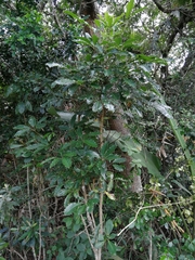 Neocussonia umbellifera