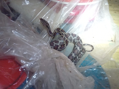 Yucatan Rat Snake