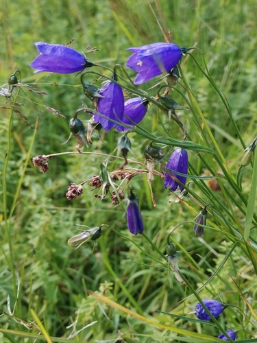 Image of Campanula witasekiana by (c) Ljaž, some rights reserved (CC BY)