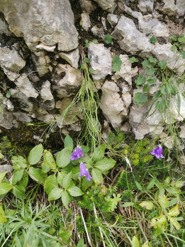 Image of Campanula carnica by (c) Ljaž, some rights reserved (CC BY)