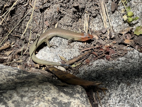 iNaturalist observation photo of Gilbert's Skink