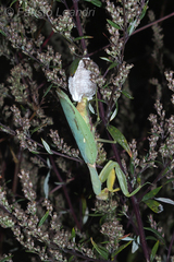 Hierodula transcaucasica