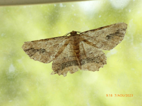 Menophra abruptaria