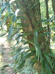 Lepidomicrosorium superficiale