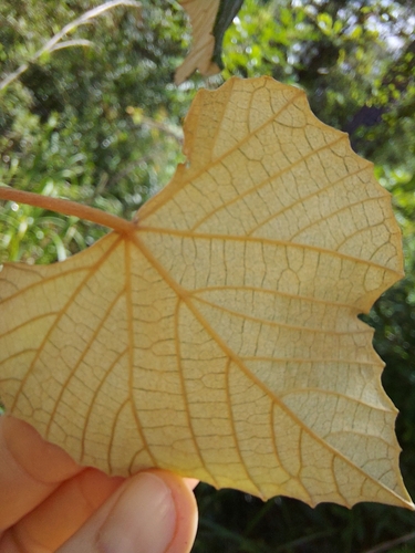 Image of Vitis shuttleworthii by (c) Athena Philips, some rights reserved (CC BY)
