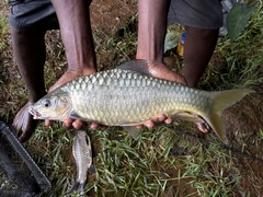 Pangani Barb photo 5