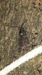 Eucereon compositum