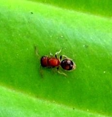 Pseudomethoca frigida