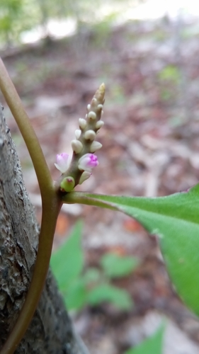 Basella madagascariensis image