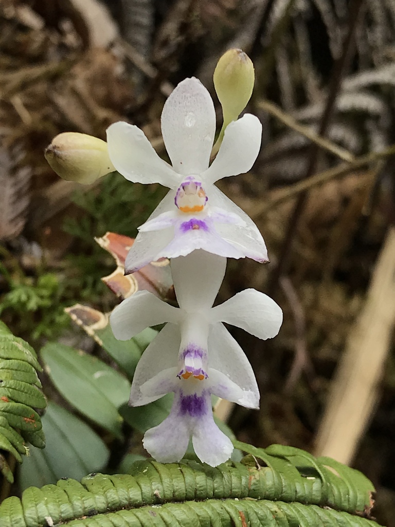 Epidendrum endresii
