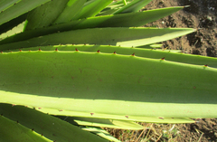 Agave angustifolia image