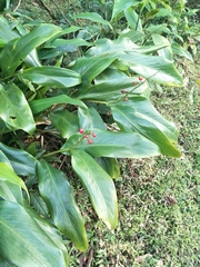 Alpinia intermedia
