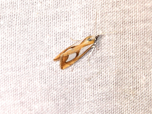 Pearl Grass-veneer, 5694 Breugel, Nederland, photo 3 of 10