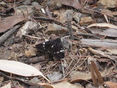 Platagarista macleayi