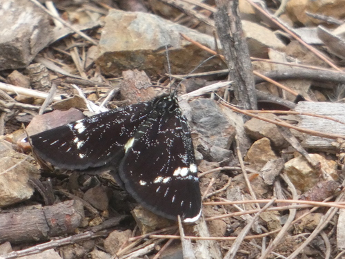 Platagarista