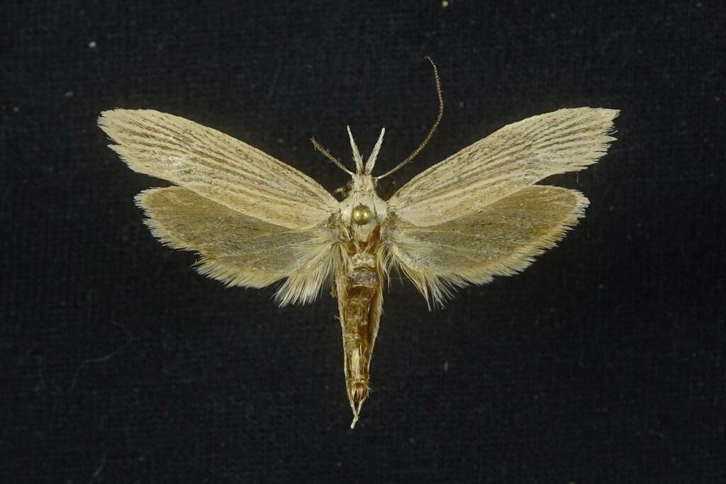 Dorata atomophora