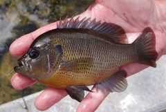 Lepomis punctatus