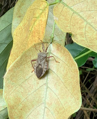 Pachylis laticornis