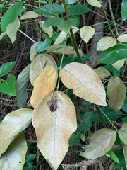 Pachylis laticornis