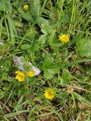 Potentilla brauneana, photograph 4