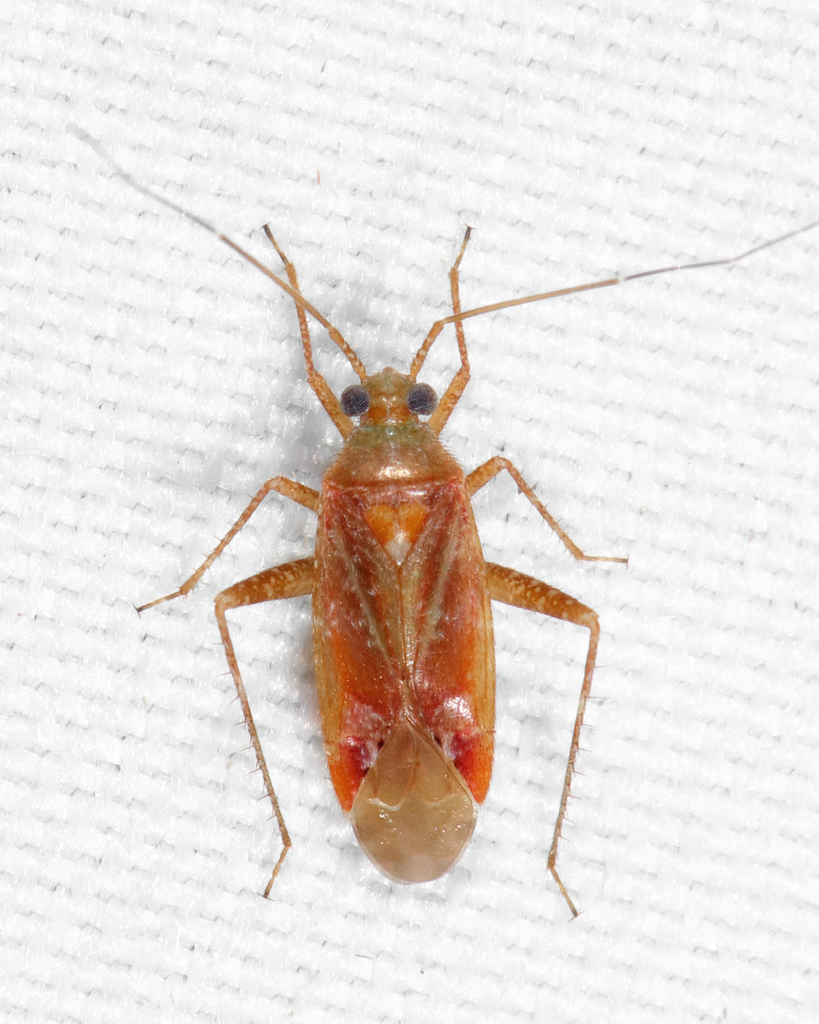 Phytocoris diversus