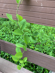 Dilleniaceae