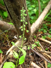 Circaea canadensis quadrisulcata