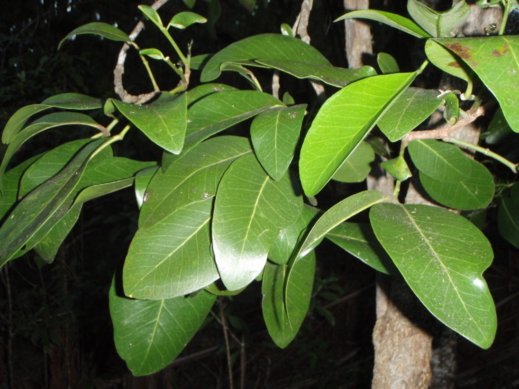 Zanthoxylum dipetalum