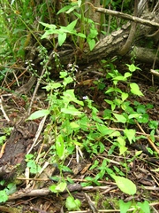 Circaea canadensis quadrisulcata