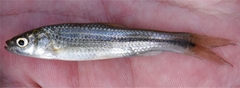 Gnathopogon elongatus