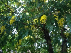 Cassia fistula
