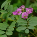 Tephrosia purpurea purpurea - Photo (c) Dinesh Valke, some rights reserved (CC BY-NC-SA)