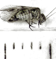 Clematostigma maculiceps