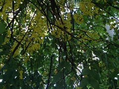 Cassia fistula