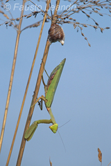 Hierodula transcaucasica