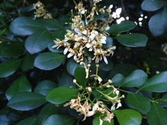 Murraya paniculata