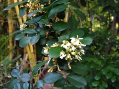Murraya paniculata