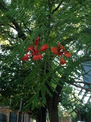 Delonix regia