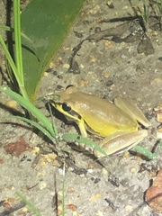 Litoria nigrofrenata
