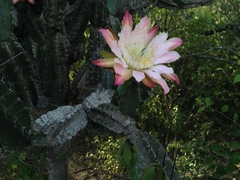 Cereus forbesii